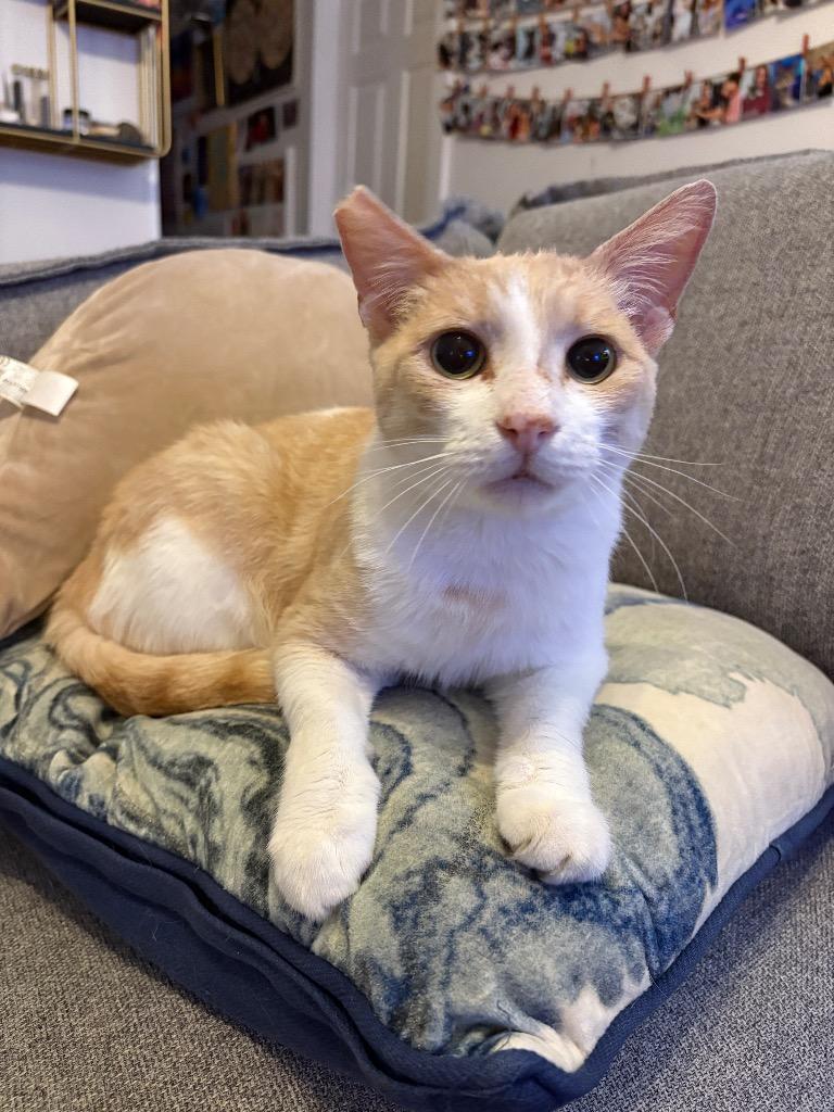 Louis, a Adoptable mixed breed in New Orleans, LA image 3/6
