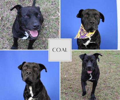 Coal, Adoptable, Adult Male Pit Bull Terrier & Mixed Breed.