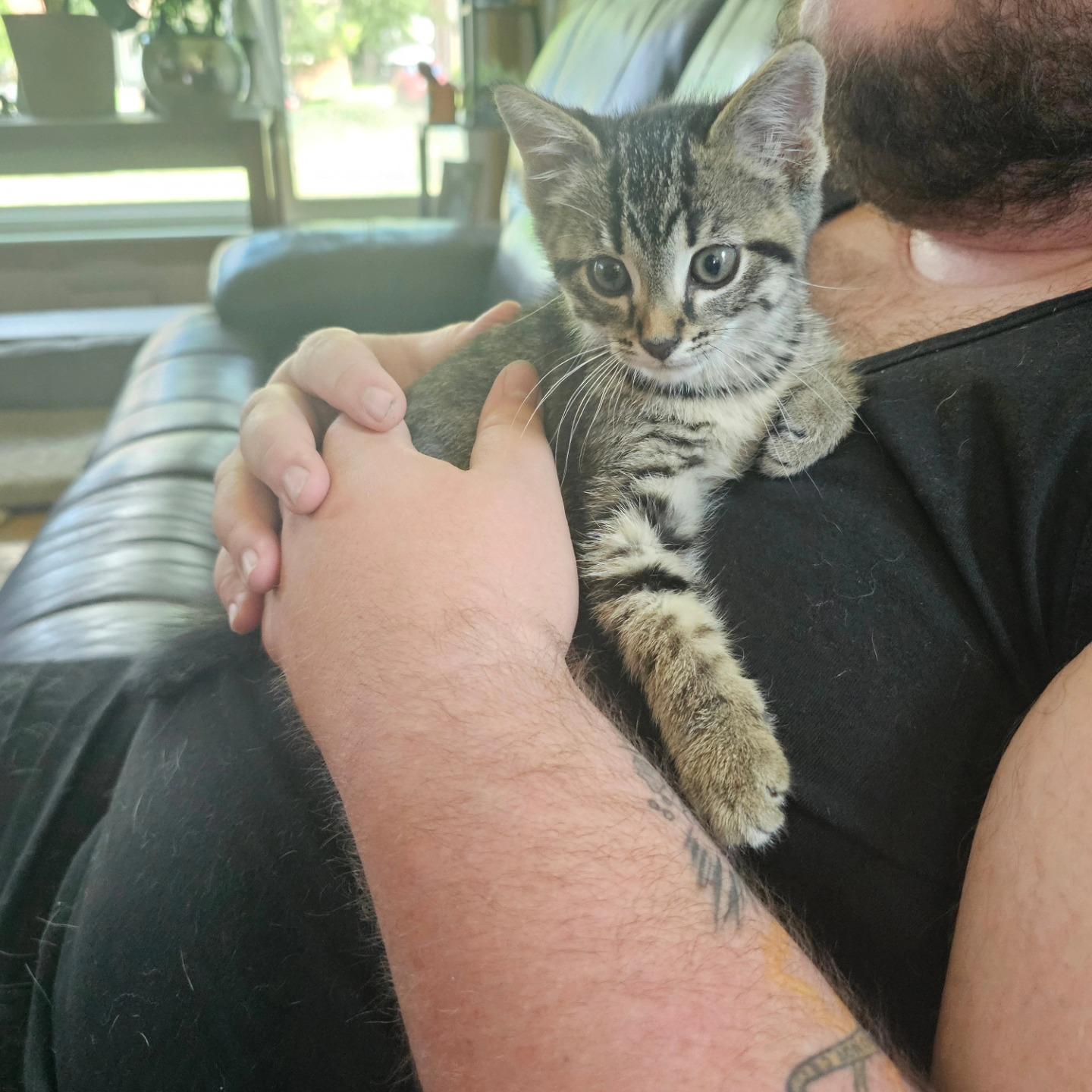 Tamale, Adopted, Kitten Male Domestic Short Hair.