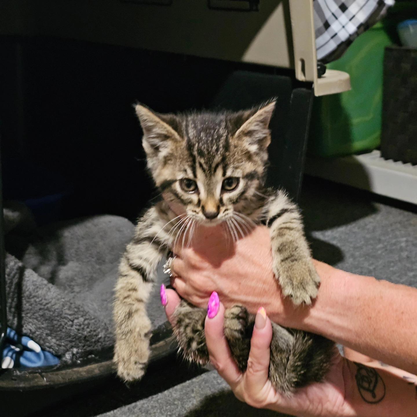 Tamale, a Adopted Domestic Short Hair in Ypsilanti, MI image 2/4