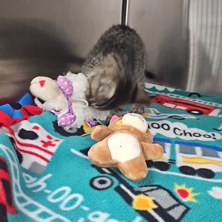 Enlarge Tamale, a Adopted Domestic Short Hair in Ypsilanti, MI video 3/4