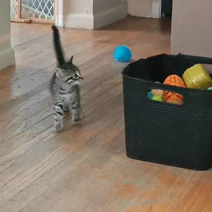 Enlarge Tamale, a Adopted Domestic Short Hair in Ypsilanti, MI video 4/4