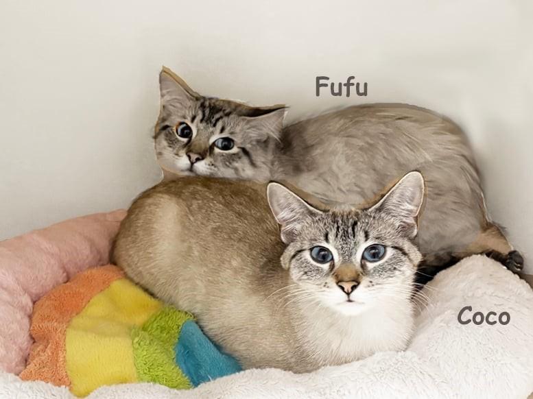Co Co AVO, adopted, Adult Female Siamese.