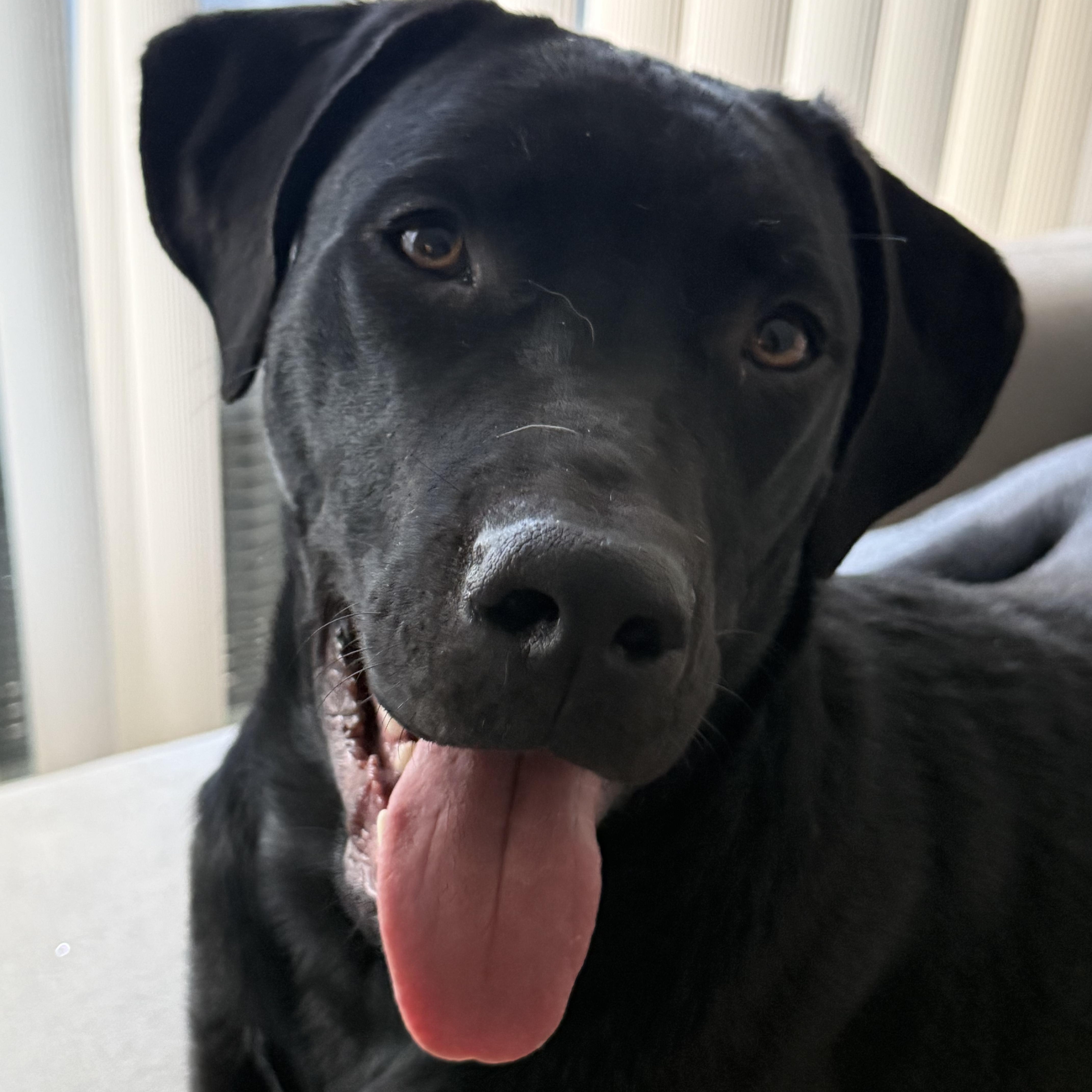 Enlarge Kirk, a Adoptable Black Labrador Retriever in Guelph, ON image 1/6