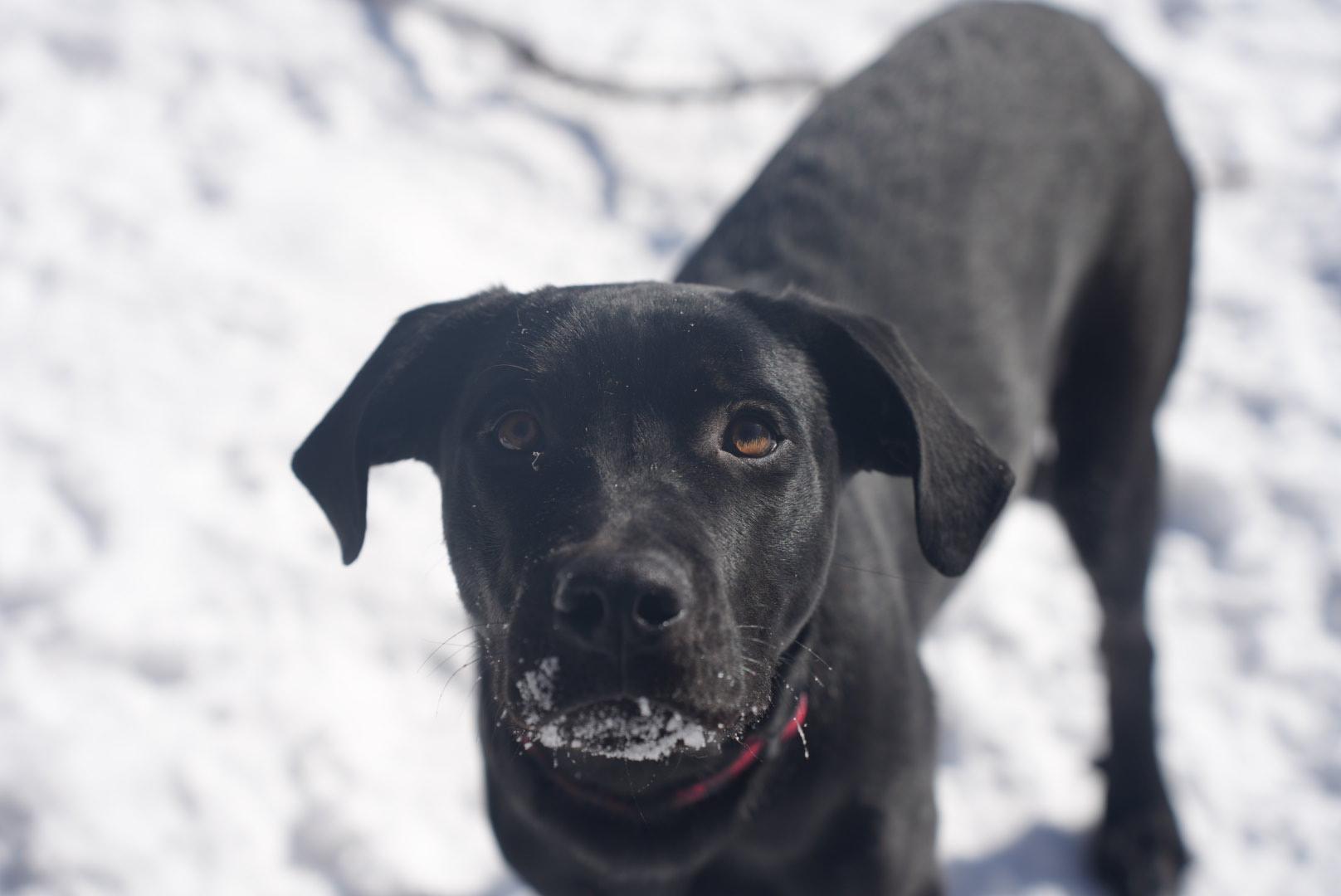 Enlarge Kirk, a Adoptable Black Labrador Retriever in Guelph, ON image 6/6