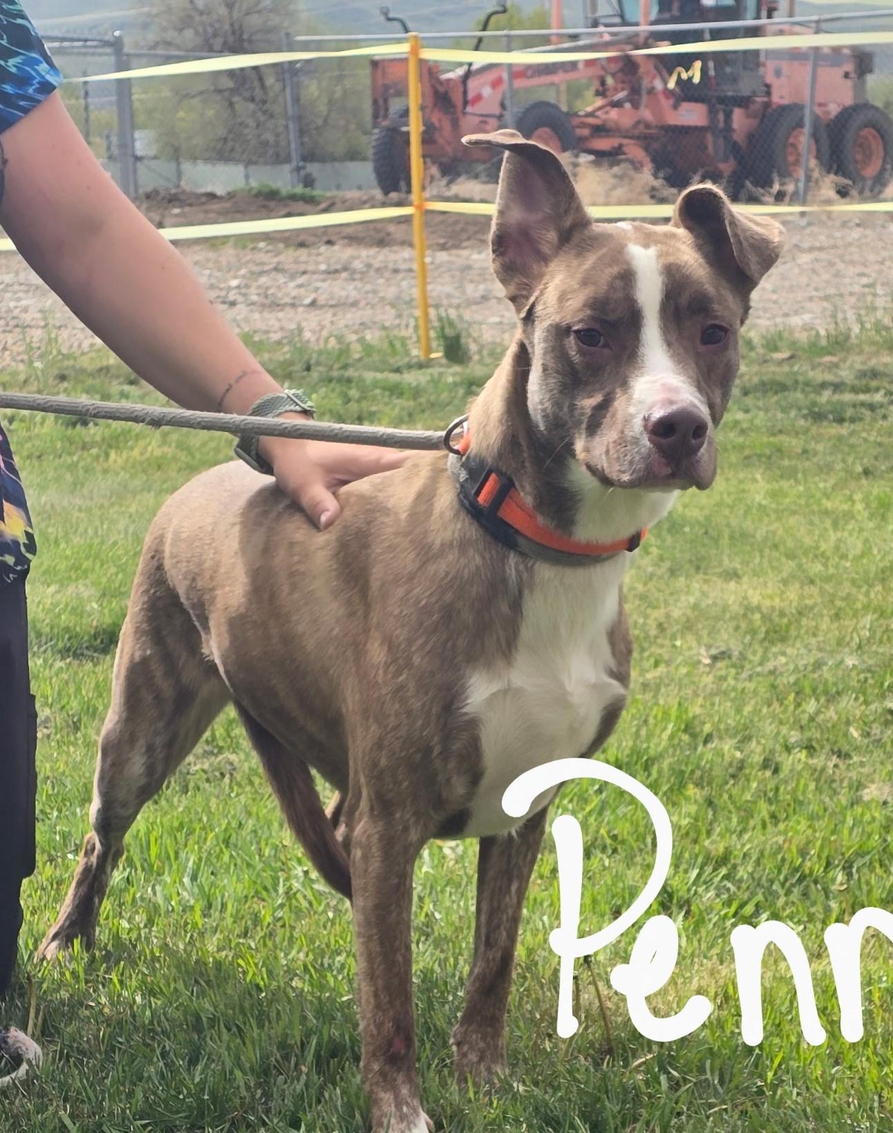 Penny, an adoptable Mixed Breed in Craig, CO, 81625 | Photo Image 2