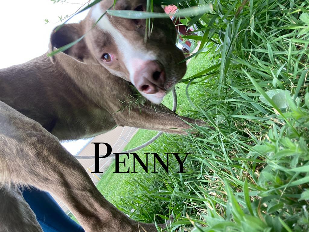 Penny, an adoptable Mixed Breed in Craig, CO, 81625 | Photo Image 1