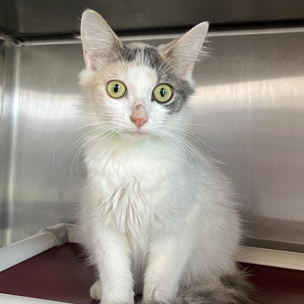 Krane, a Adoptable Domestic Medium Hair in Fort Wayne, IN image 1/6