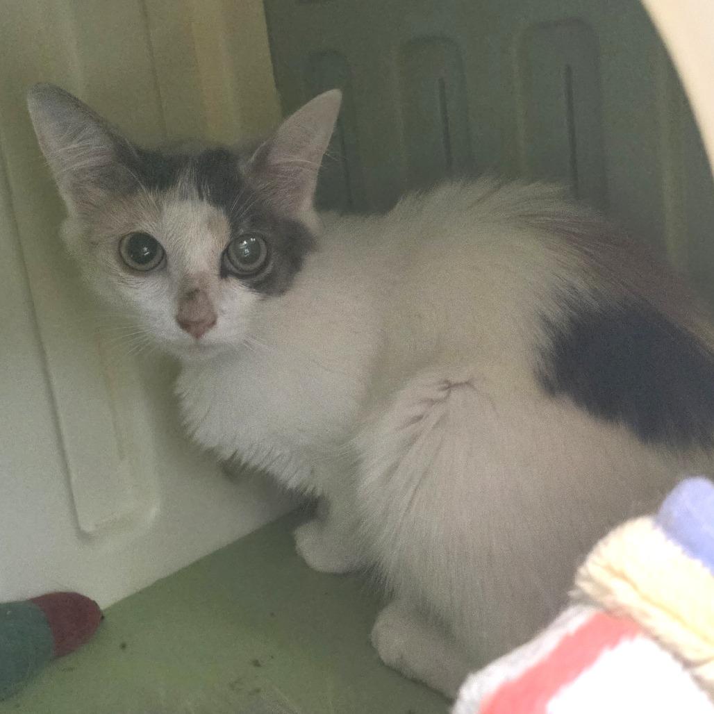 Krane, a Adoptable Domestic Medium Hair in Fort Wayne, IN image 2/6
