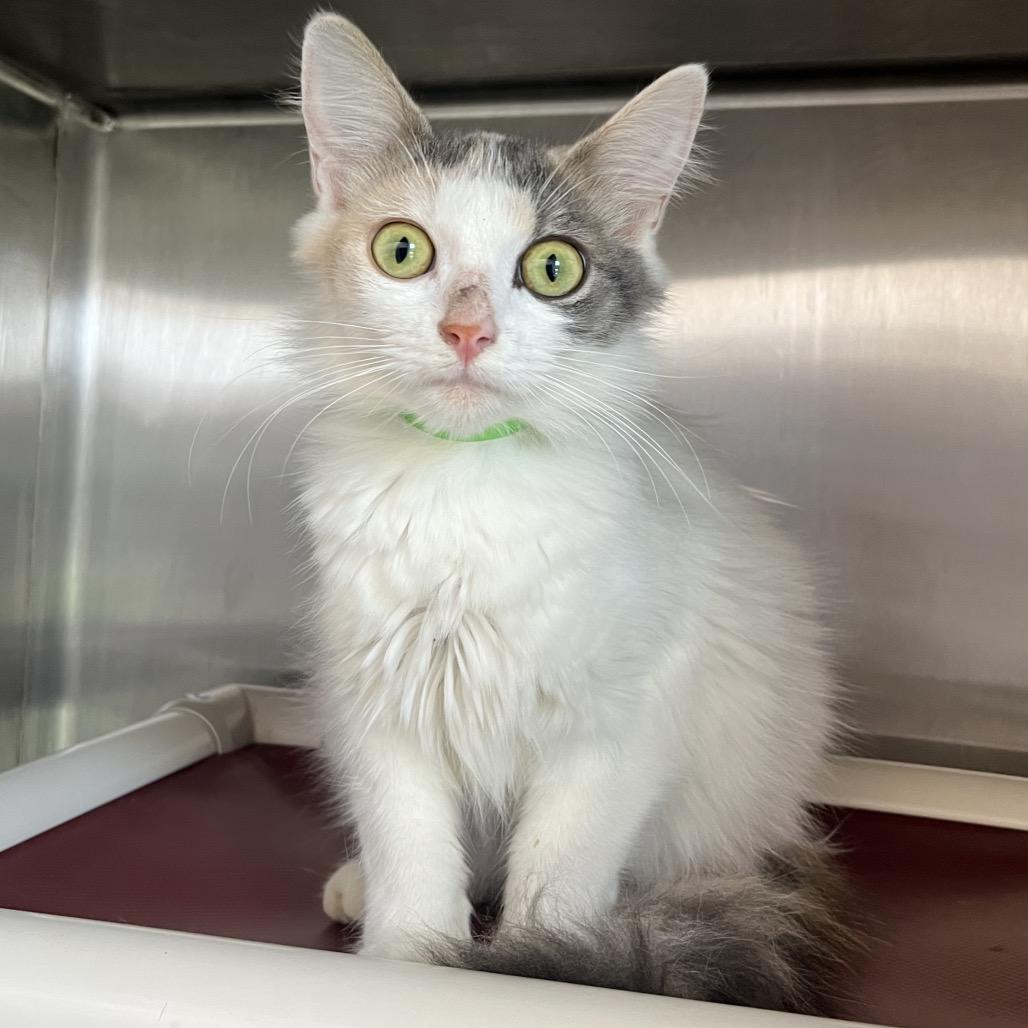 Krane, a Adoptable Domestic Medium Hair in Fort Wayne, IN image 3/6