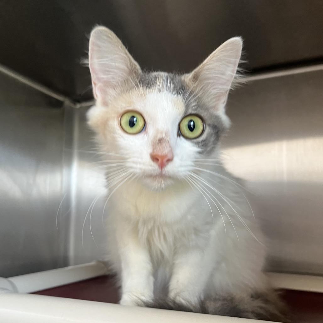 Krane, a Adoptable Domestic Medium Hair in Fort Wayne, IN image 4/6