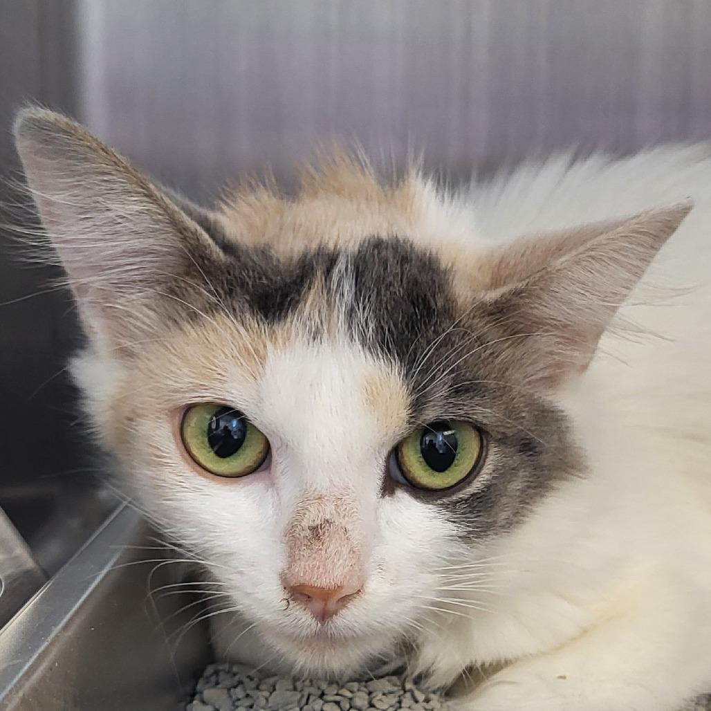 Krane, a Adoptable Domestic Medium Hair in Fort Wayne, IN image 5/6