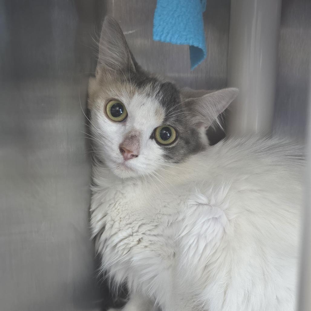 Krane, a Adoptable Domestic Medium Hair in Fort Wayne, IN image 6/6