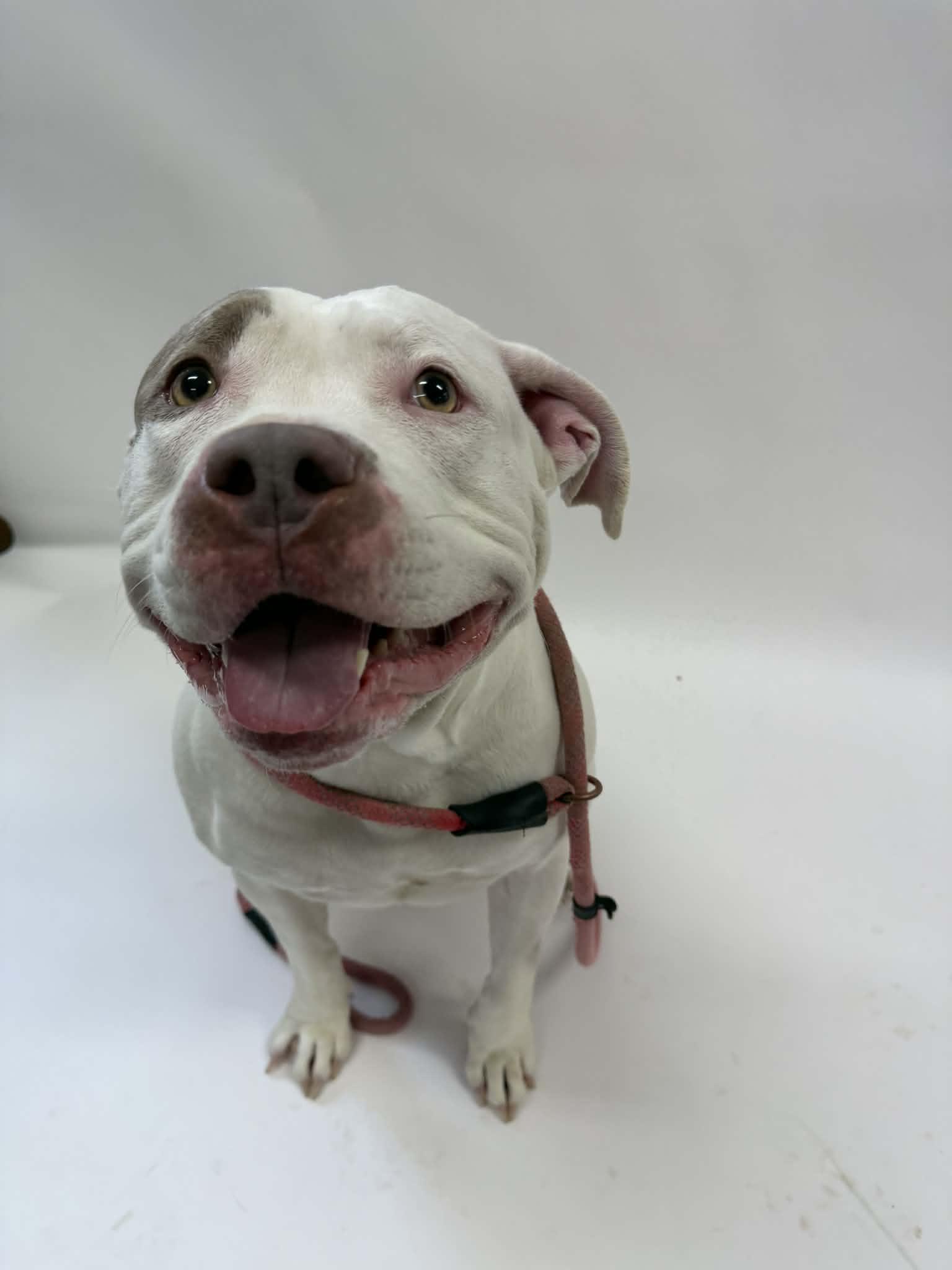 Enlarge Bella, an adopted mixed breed in Shelbyville, KY image 3/3