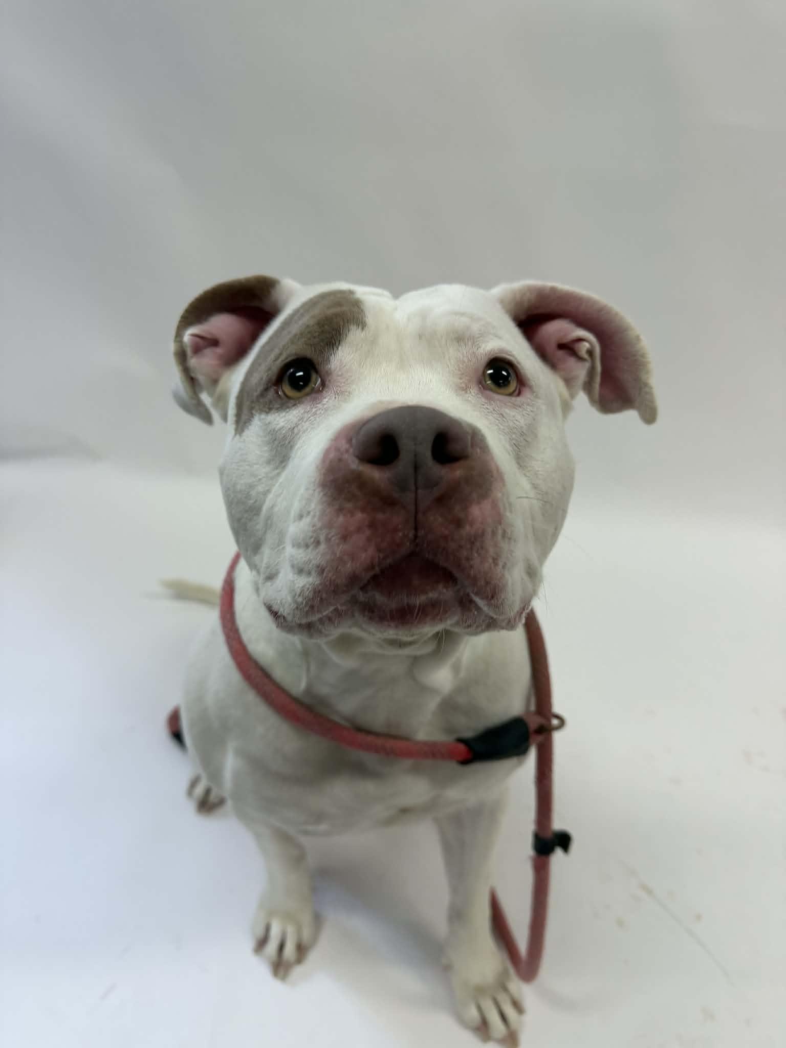 Bella, adopted, Adult Female Pit Bull Terrier.