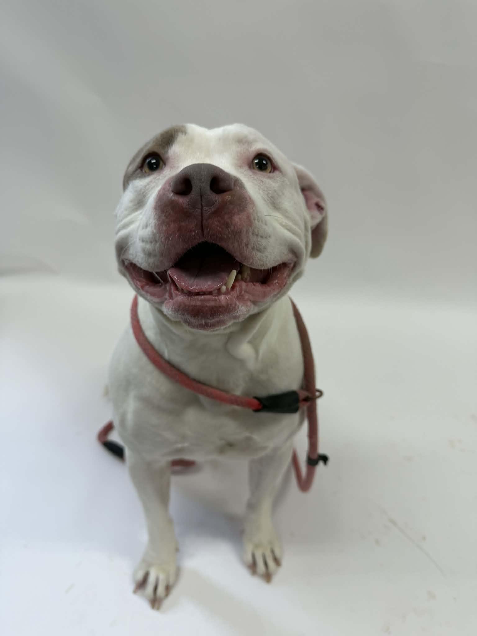 Enlarge Bella, an adopted mixed breed in Shelbyville, KY image 2/3