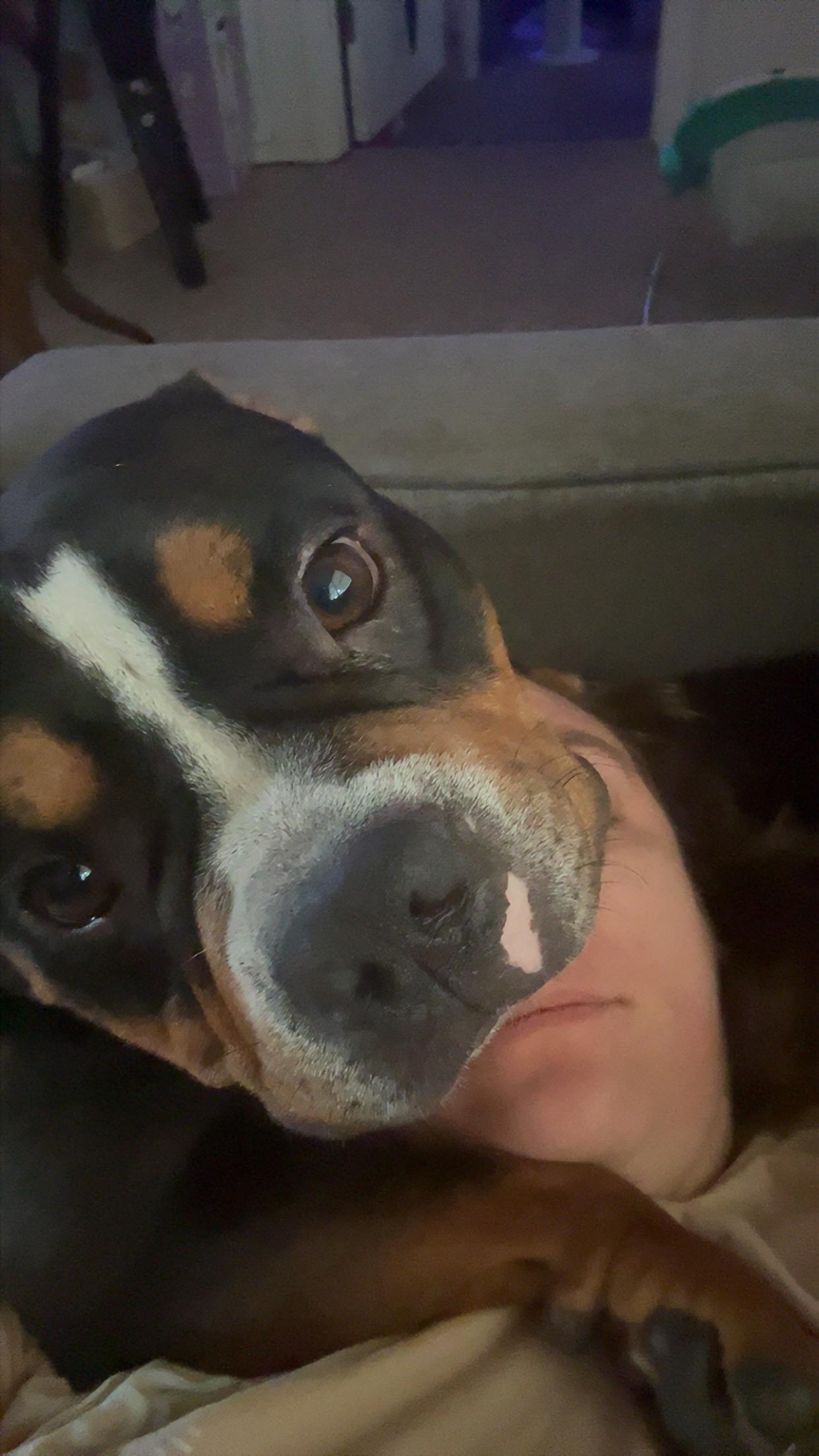 Bubbles (aka Shep), Adoptable, Adult Female English Bulldog & Bulldog.