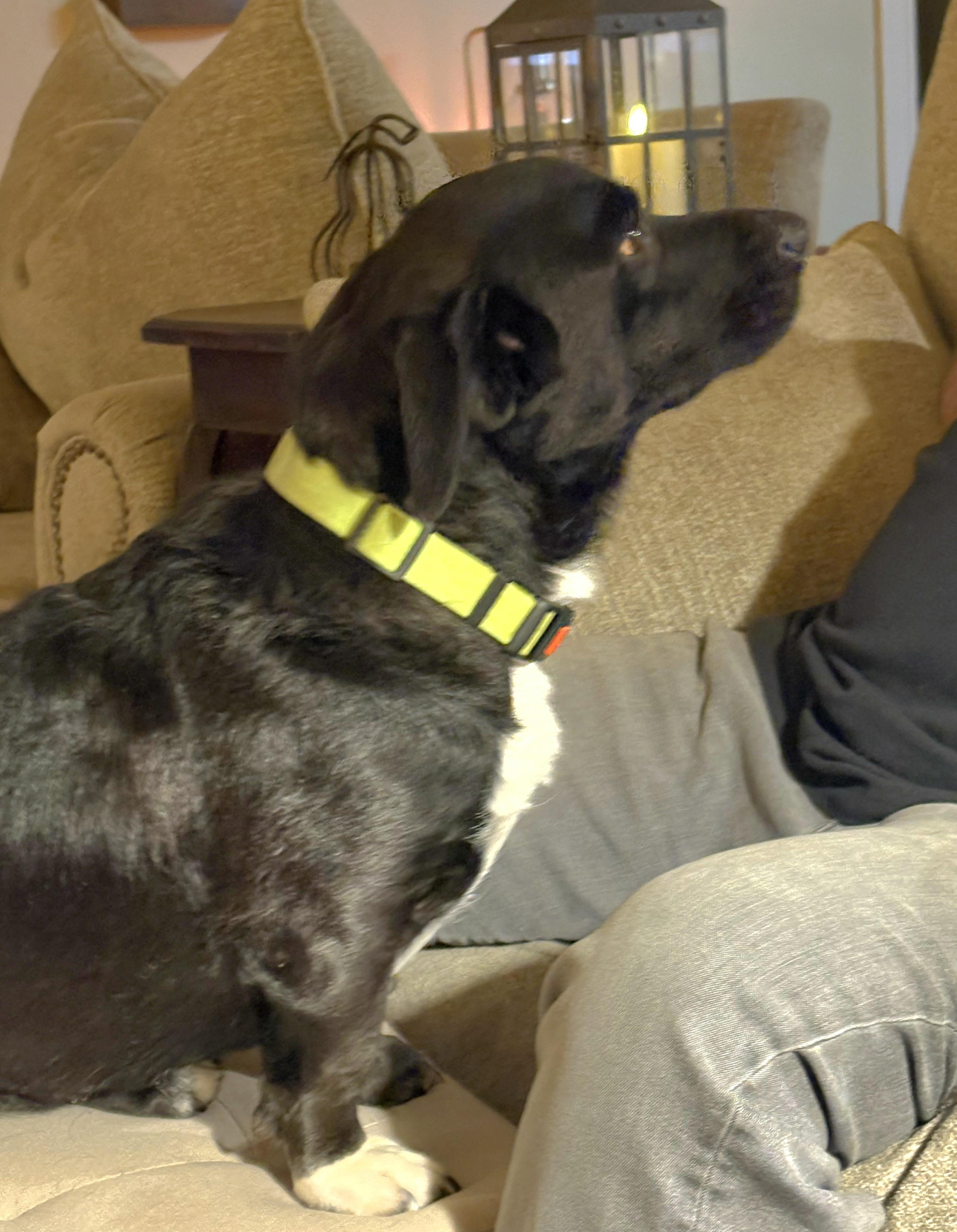 Enlarge Phinn, a Adopted mixed breed in Tracy, CA image 3/4