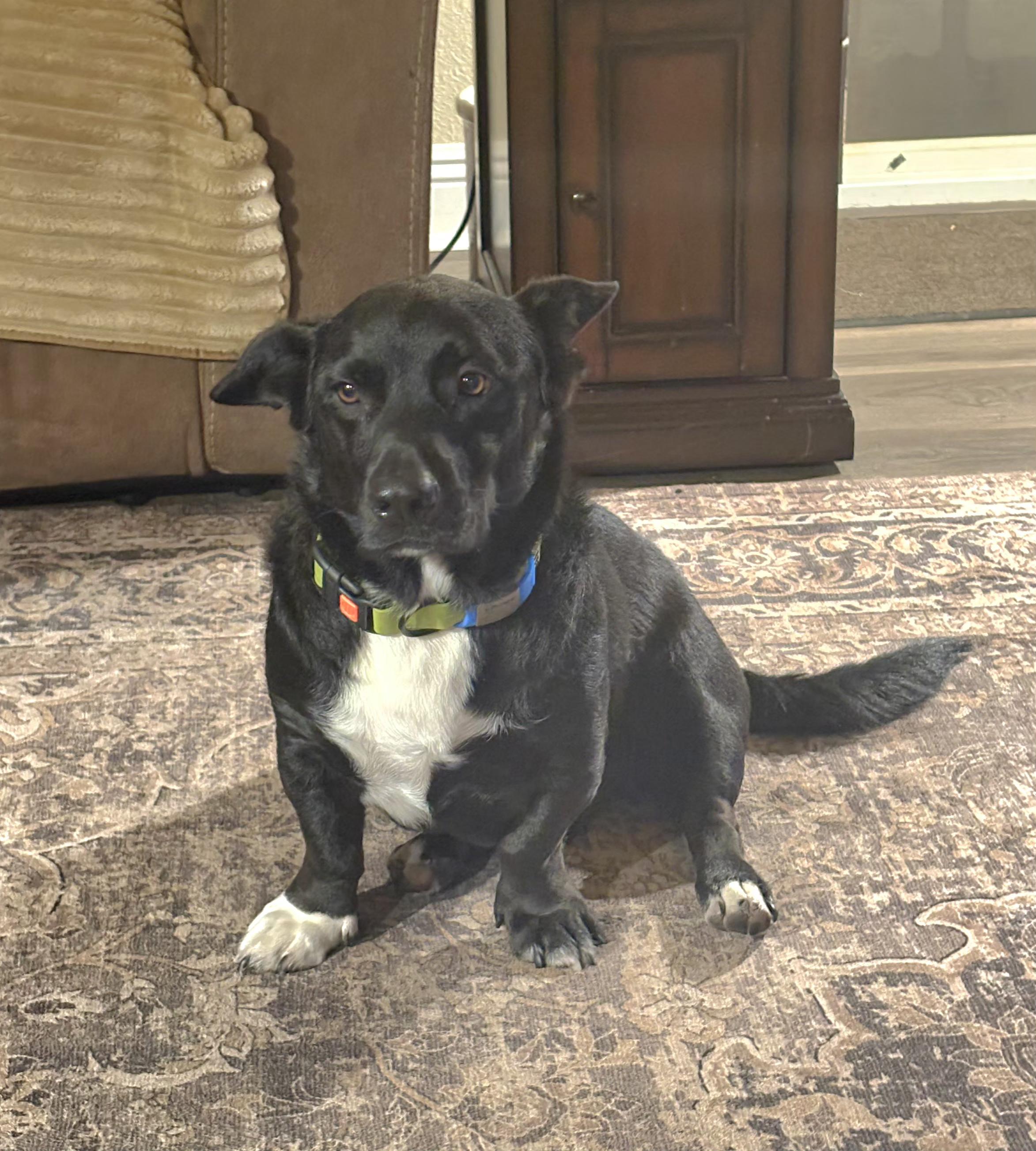 Enlarge Phinn, a Adopted mixed breed in Tracy, CA image 4/4