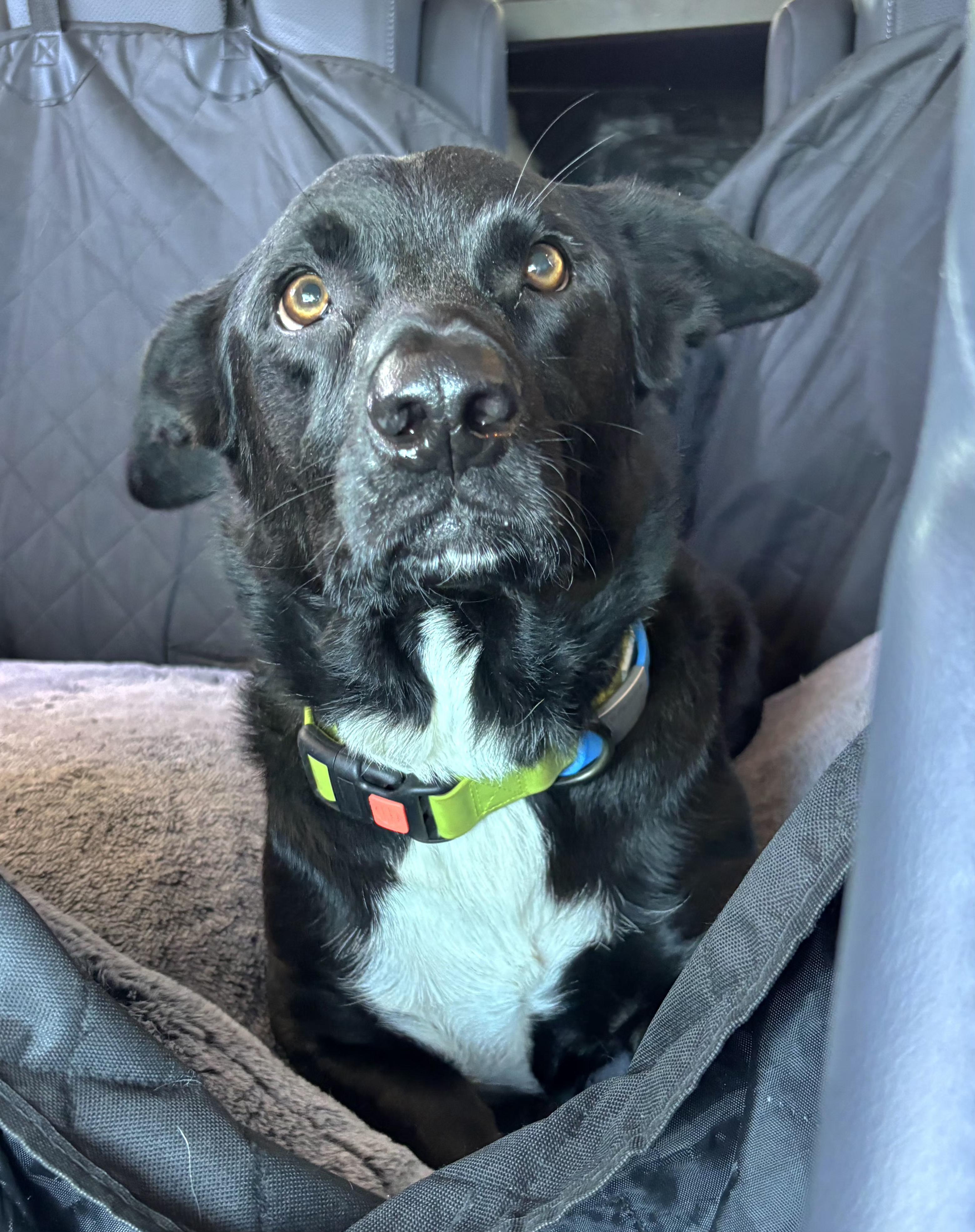 Phinn, Adopted, Adult Male Corgi & Border Collie.
