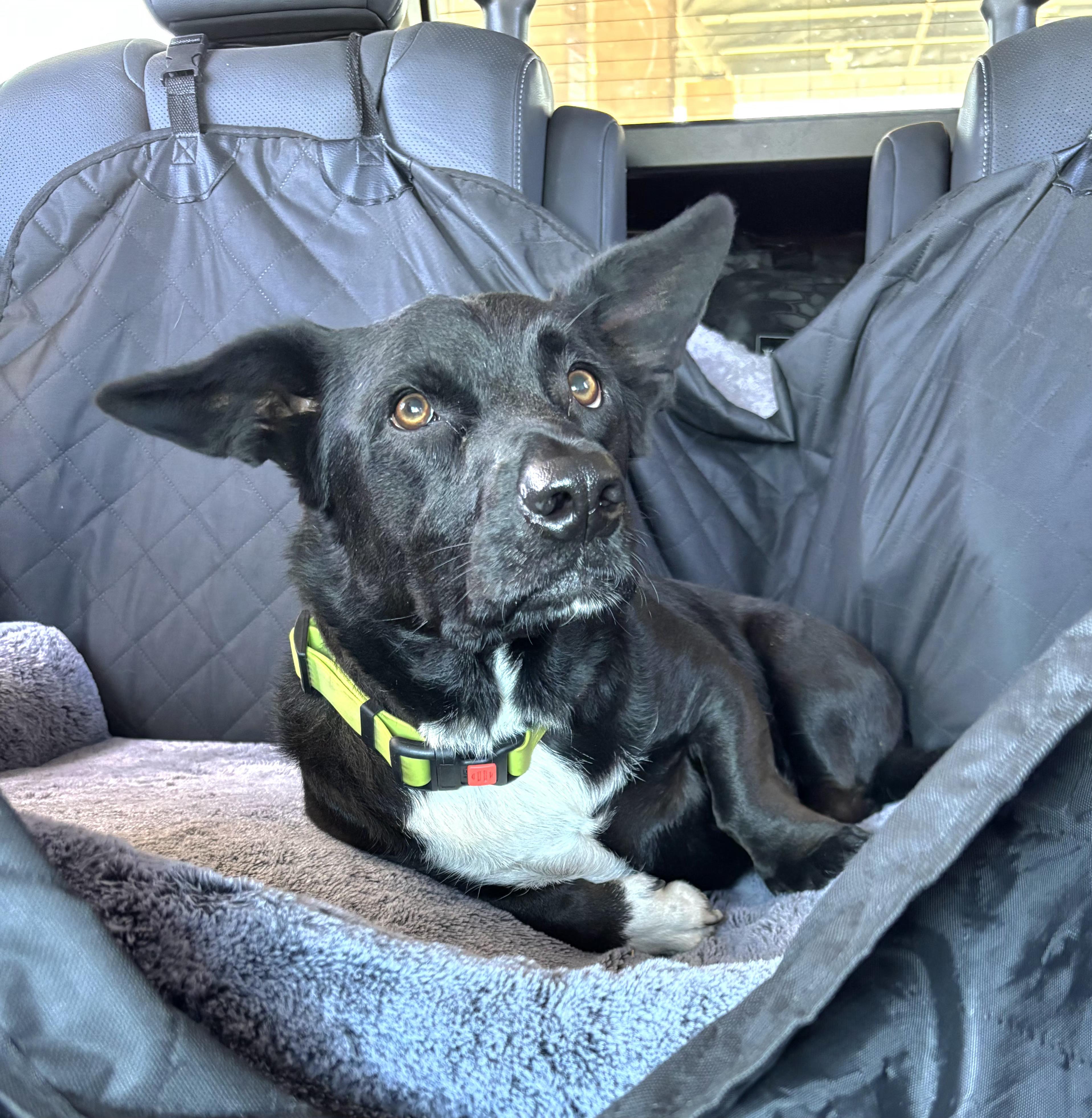 Enlarge Phinn, a Adopted mixed breed in Tracy, CA image 2/4