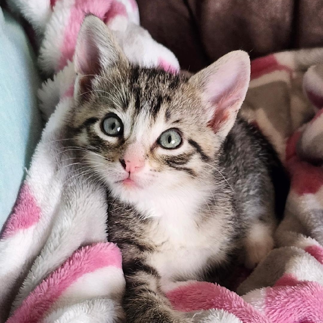Tippie, Baby Female Domestic Short Hair