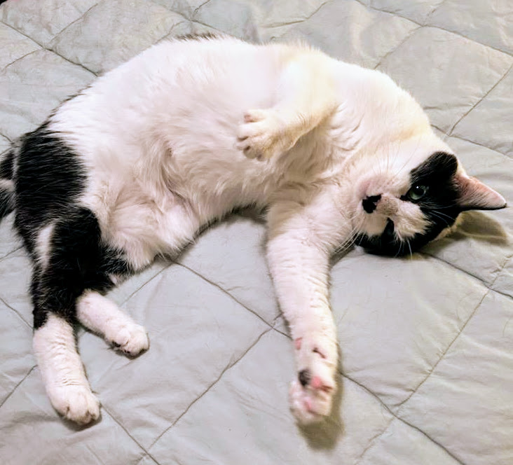 Enlarge Kylie - Rancho Cucamonga PetSmart, a Adoptable Domestic Short Hair in Rancho Cucamonga, CA image 3/5