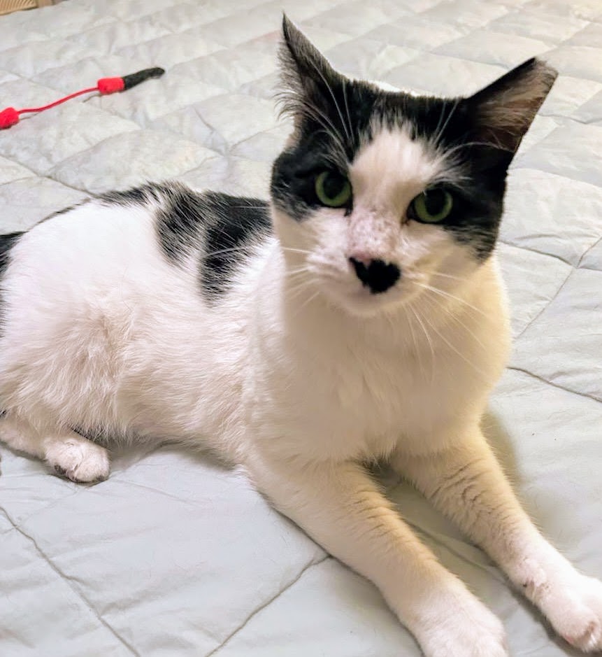 Enlarge Kylie - Rancho Cucamonga PetSmart, a Adoptable Domestic Short Hair in Rancho Cucamonga, CA image 5/5