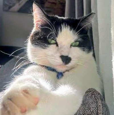 Kylie - Rancho Cucamonga PetSmart, Adoptable, Adult Female Domestic Short Hair.