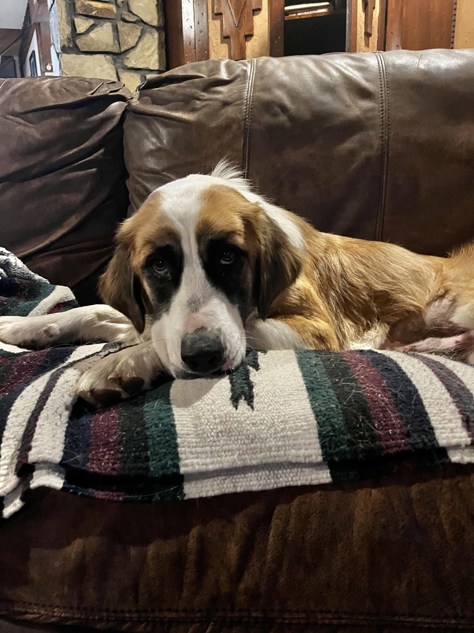 Enlarge Rosie, a Adoptable Saint Bernard in Winter Park, CO image 1/2