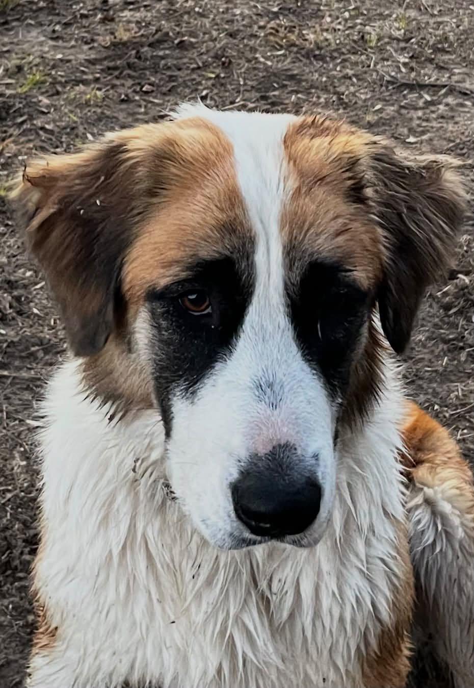 Enlarge Rosie, a Adoptable Saint Bernard in Winter Park, CO image 2/2