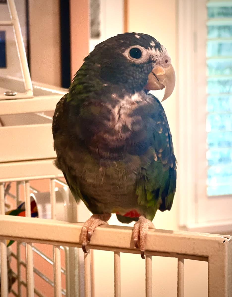 Enlarge Ollie, an adopted Pionus in Salt Lake City, UT image 1/2
