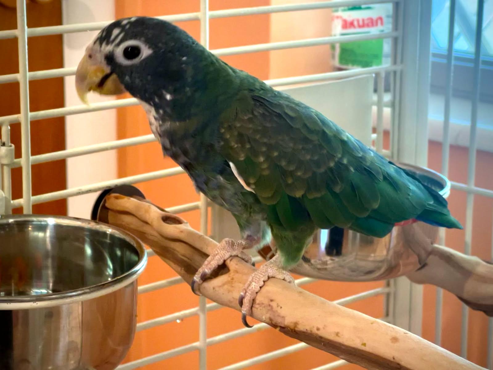 Enlarge Ollie, an adopted Pionus in Salt Lake City, UT image 2/2