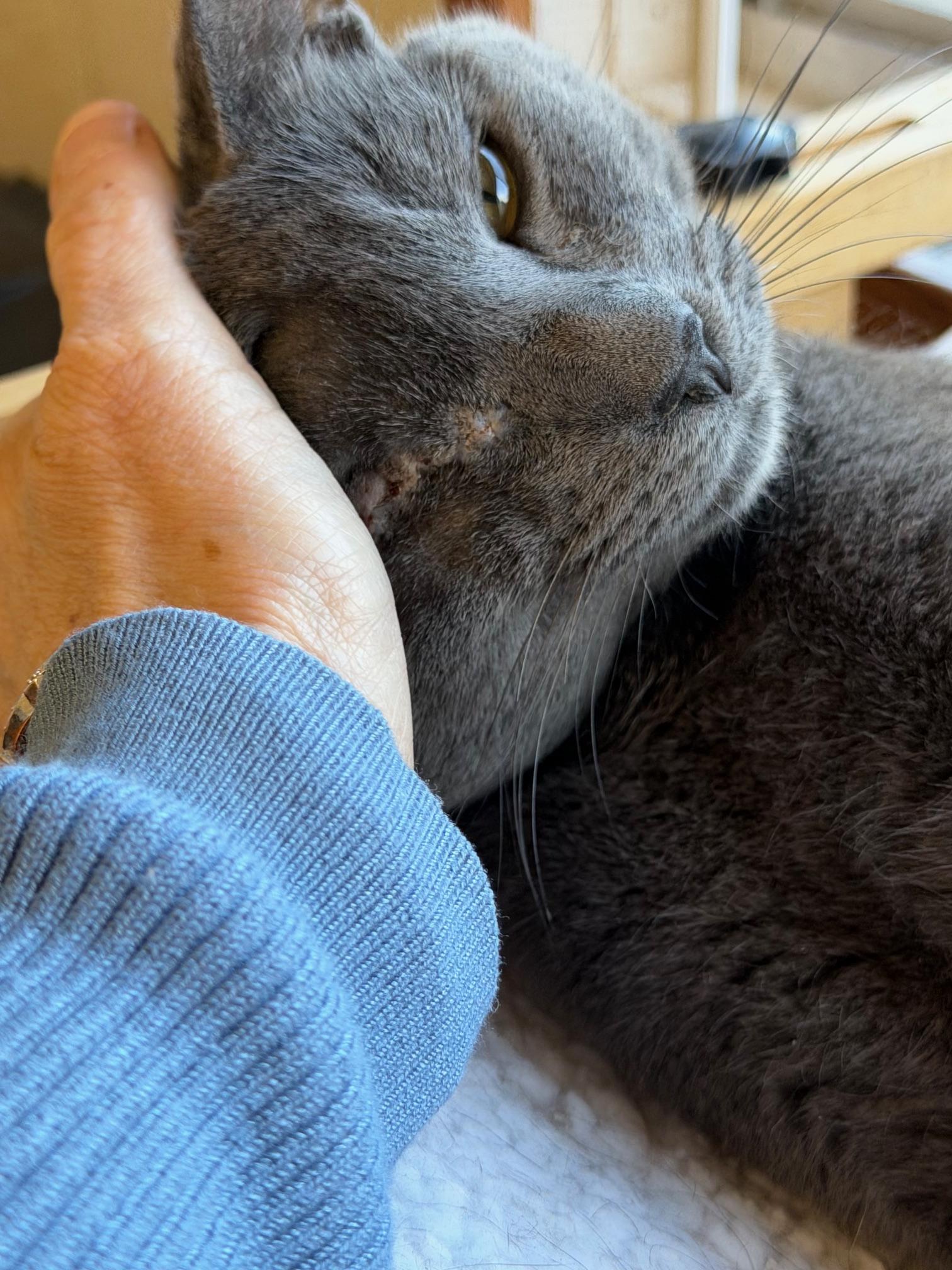 Enlarge Joel Gray, an adopted mixed breed in Salem, NH image 1/6