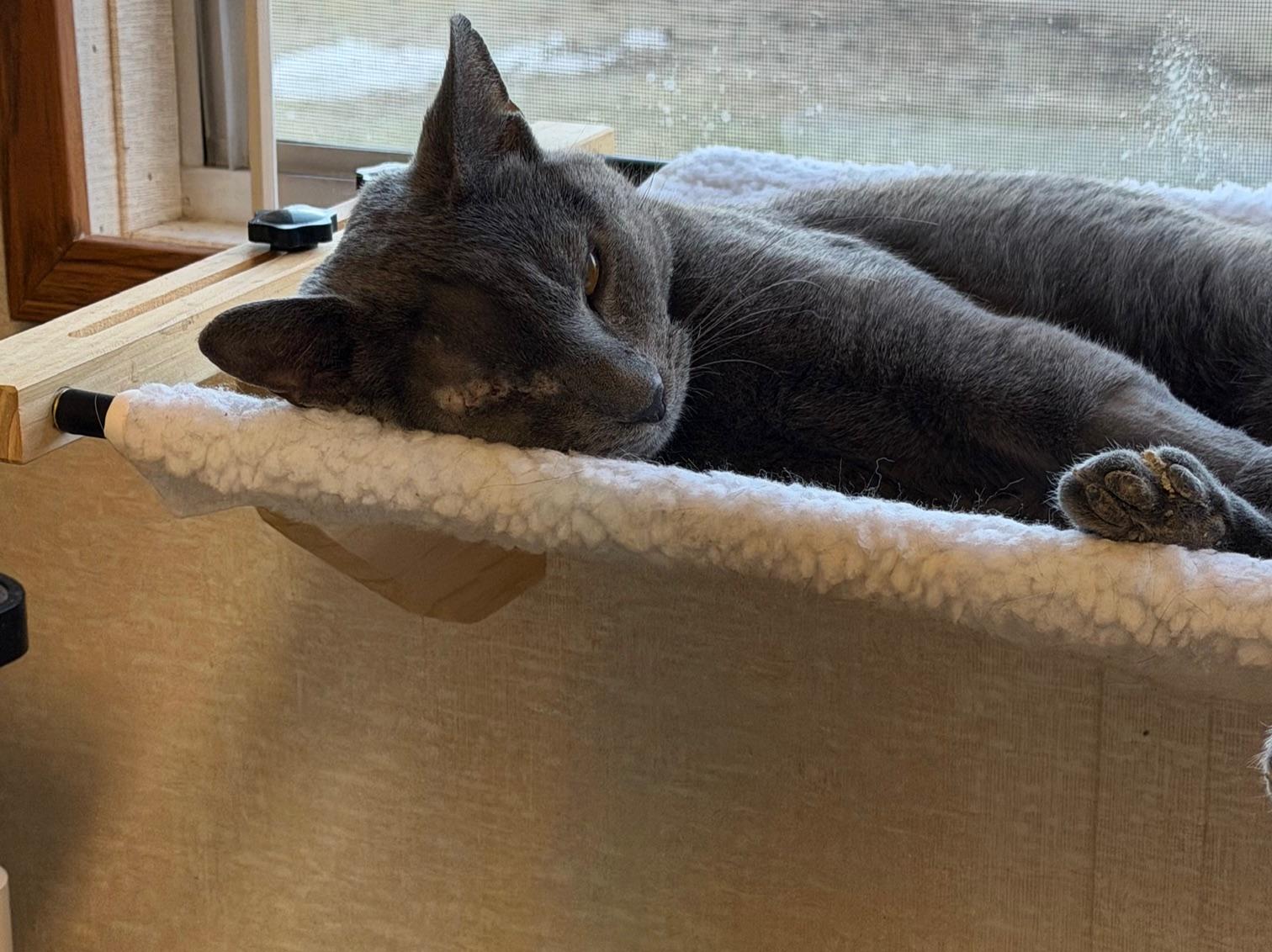 Enlarge Joel Gray, an adopted mixed breed in Salem, NH image 4/6