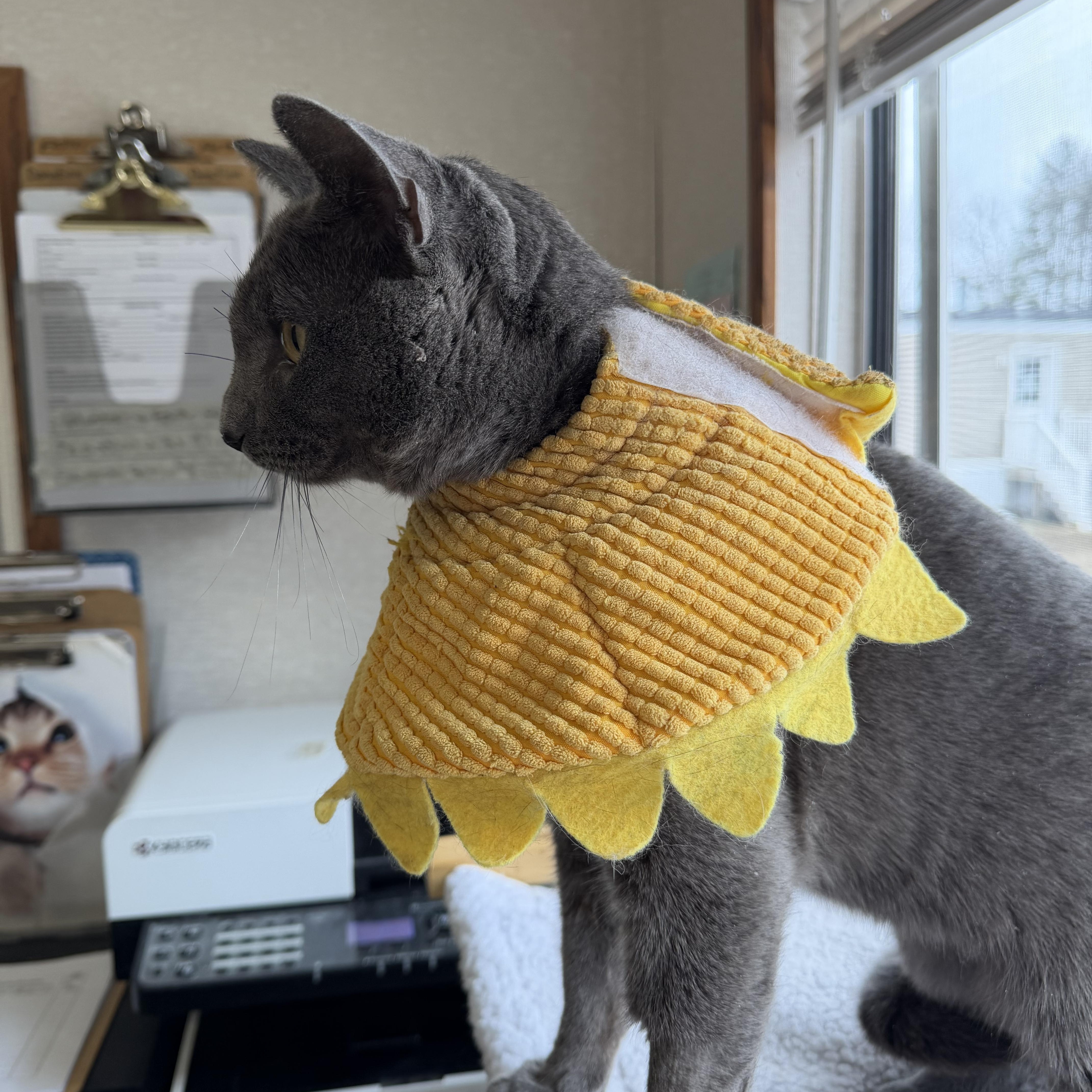 Enlarge Joel Gray, an adopted mixed breed in Salem, NH image 6/6