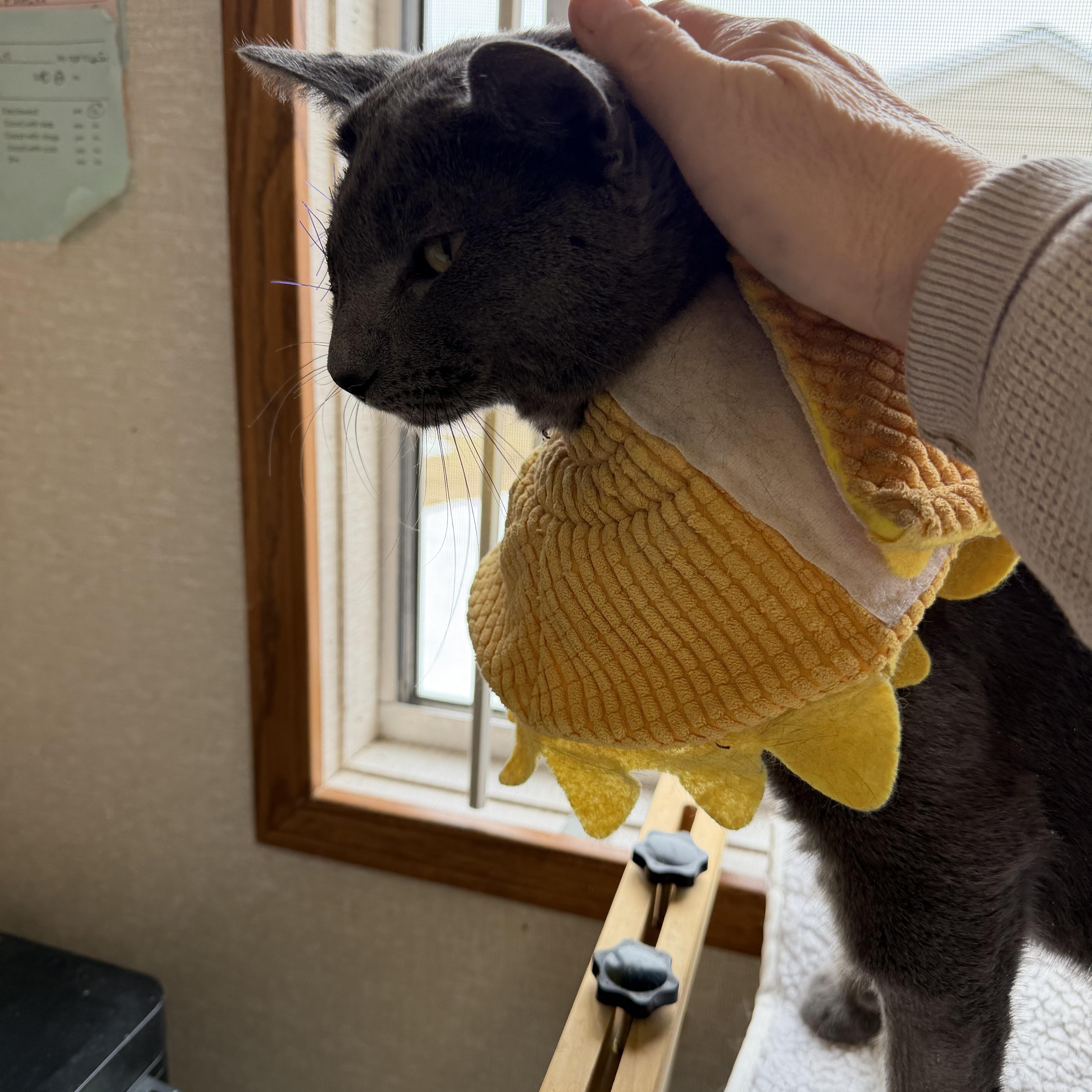 Enlarge Joel Gray, an adopted mixed breed in Salem, NH image 3/6