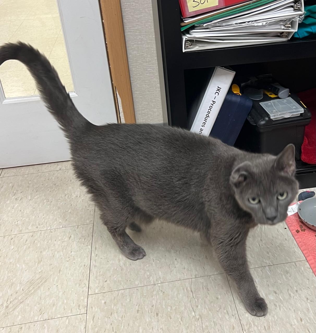 Enlarge Joel Gray, an adopted mixed breed in Salem, NH image 2/6