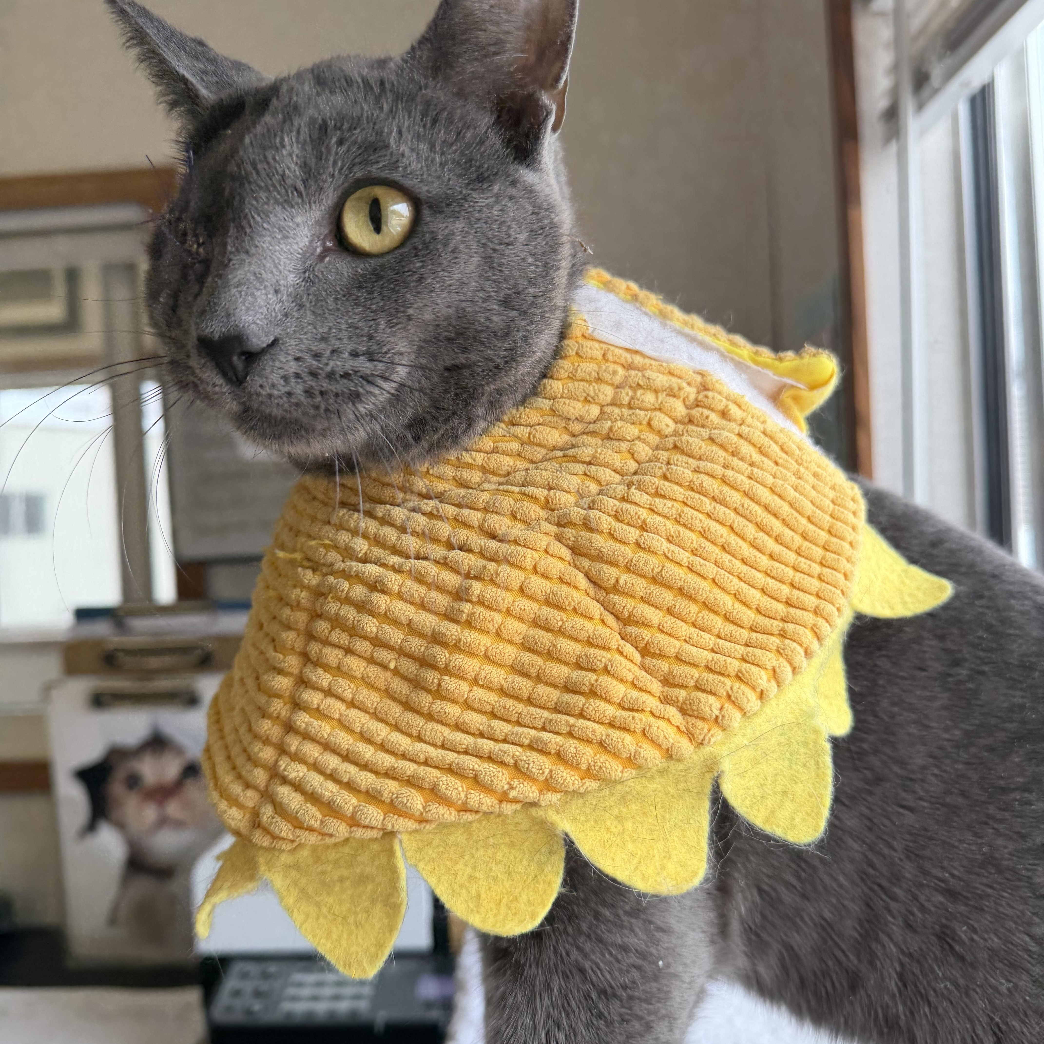 Enlarge Joel Gray, an adopted mixed breed in Salem, NH image 5/6