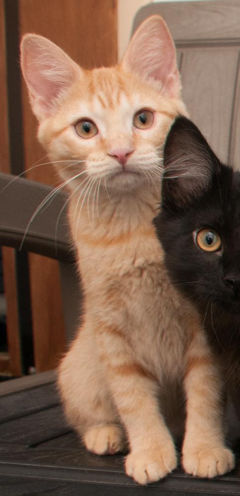 Enlarge Cheese (gets adopted with Mac), a Adoptable Tabby in Westminster, CO image 3/5