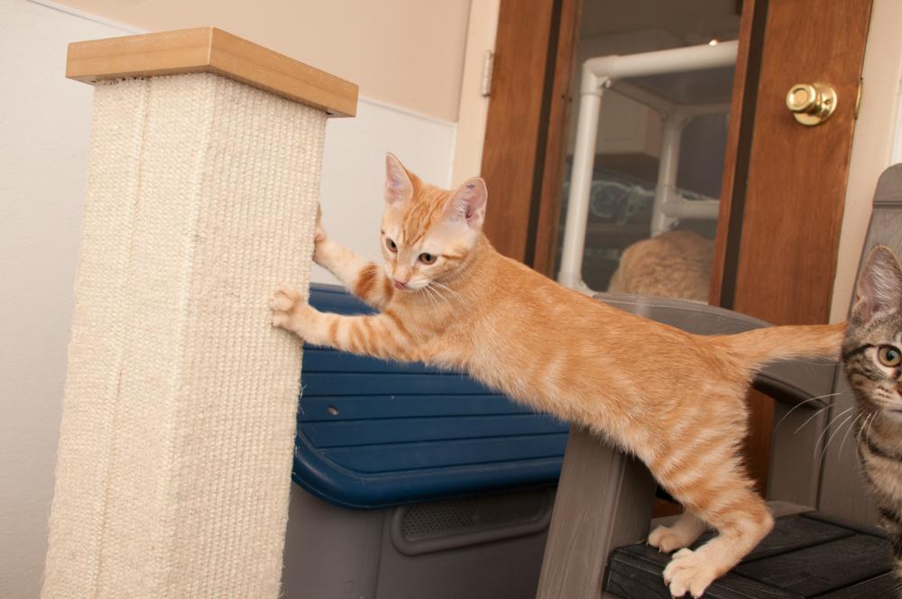 Enlarge Cheese (gets adopted with Mac), a Adoptable Tabby in Westminster, CO image 2/5