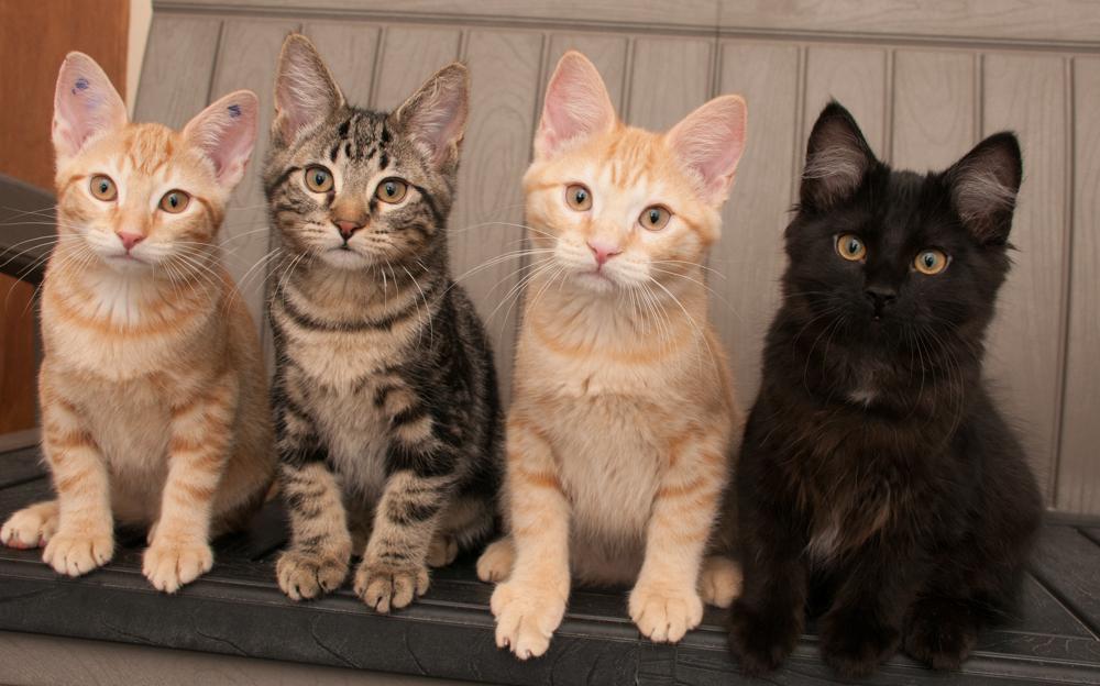 Enlarge Cheese (gets adopted with Mac), a Adoptable Tabby in Westminster, CO image 5/5