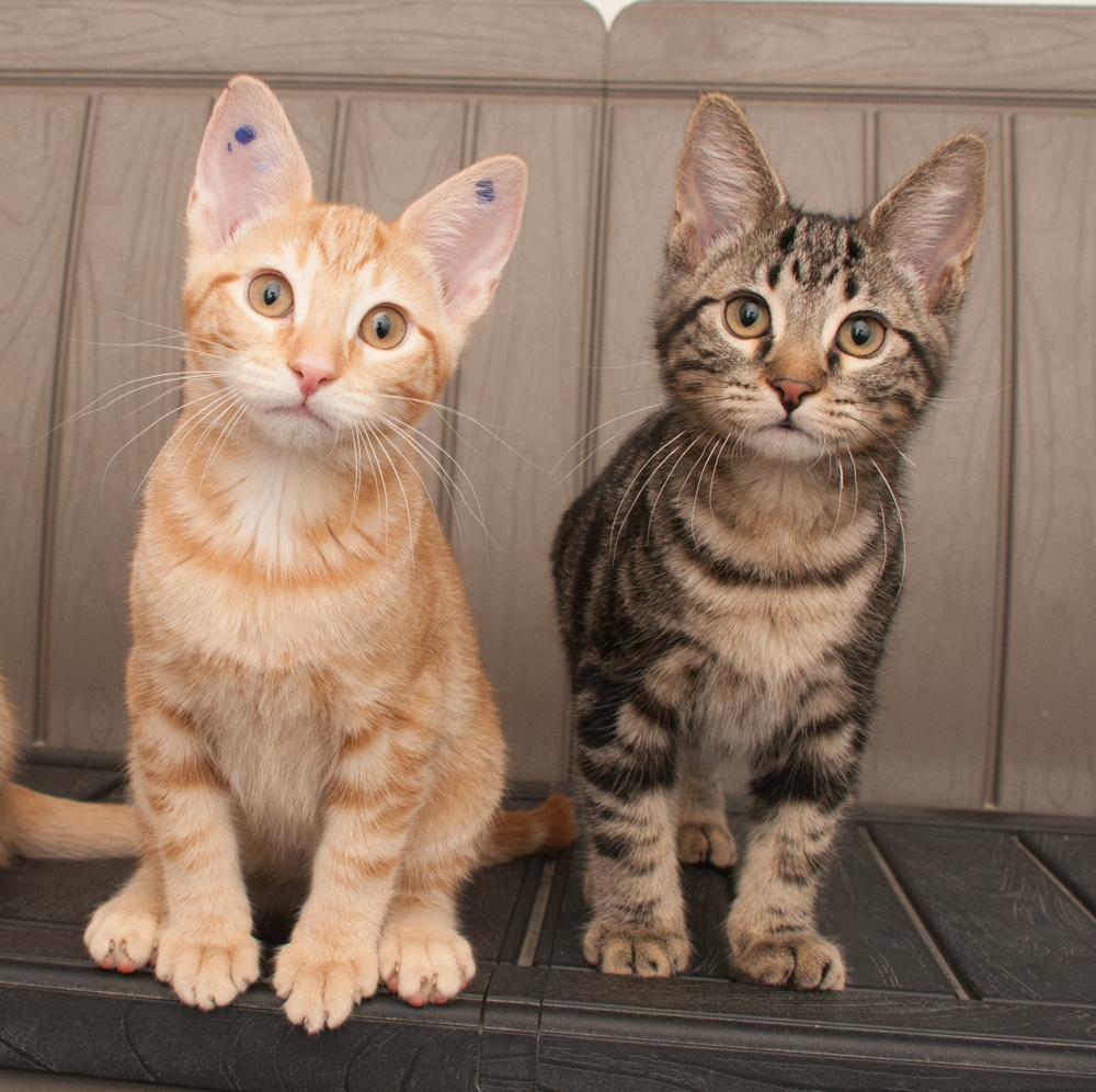Enlarge Cheese (gets adopted with Mac), a Adoptable Tabby in Westminster, CO image 4/5