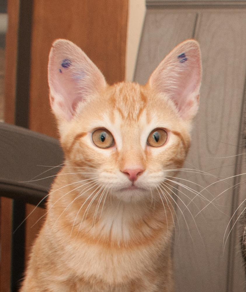 Cheese (gets adopted with Mac), Adoptable, Kitten Female Tabby.