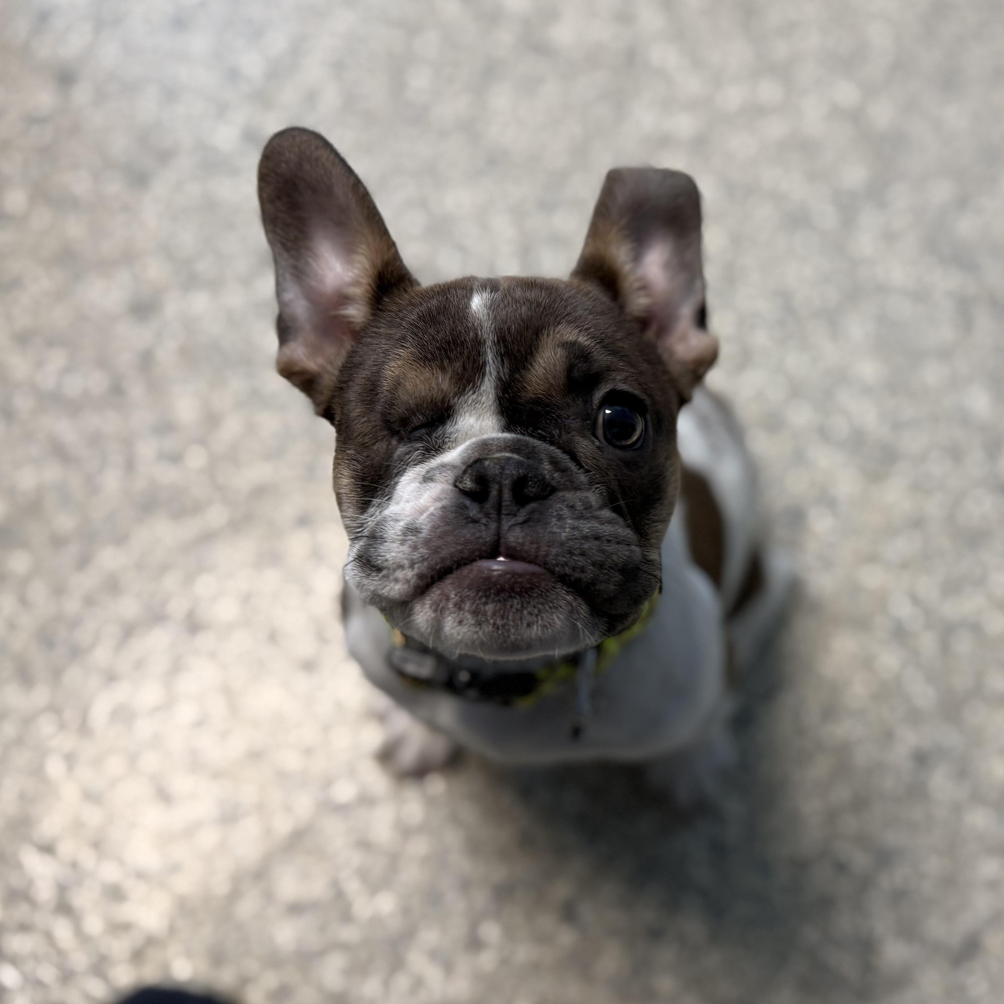 Alfie, ADOPTABLE, Puppy Male French Bulldog.
