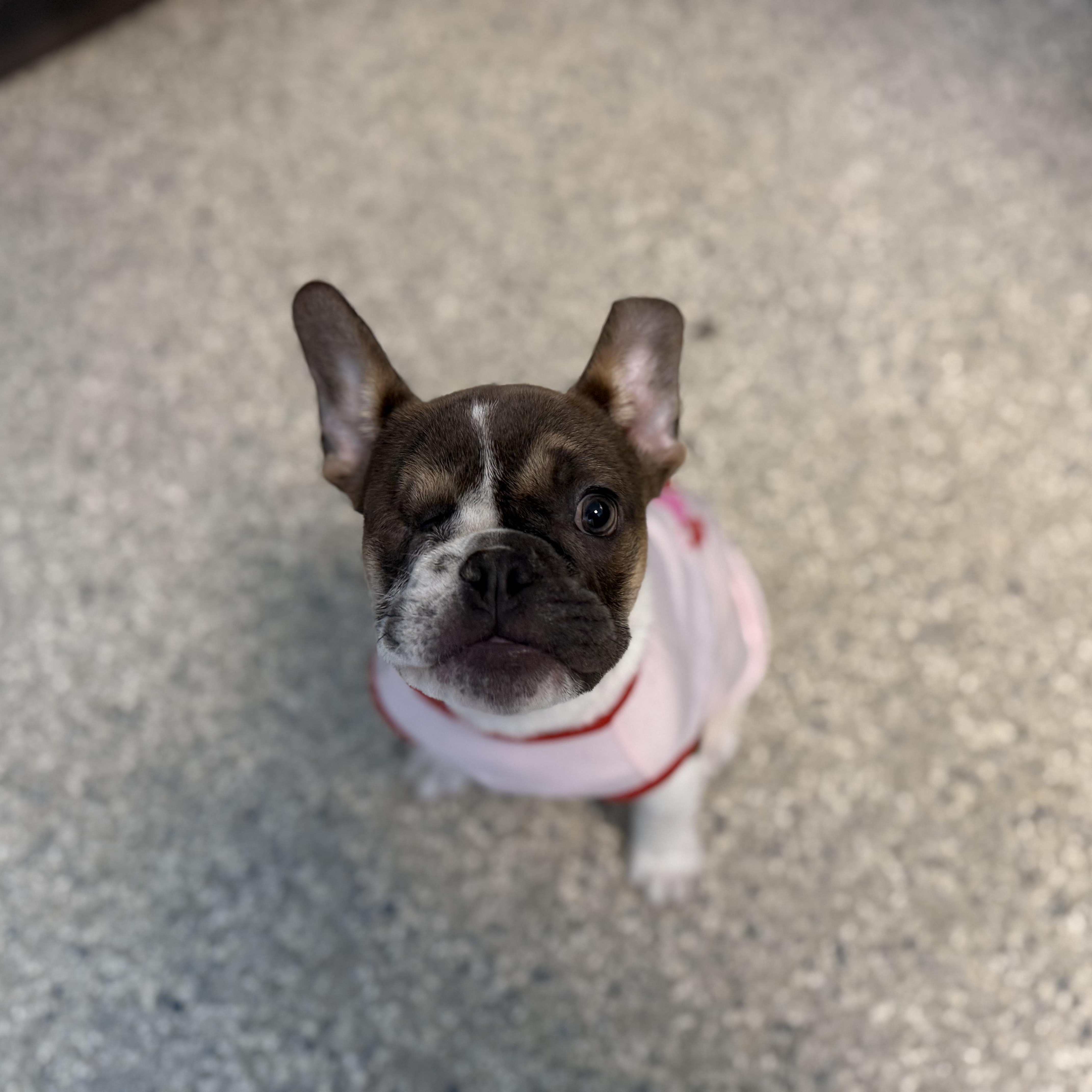 Enlarge Alfie, a ADOPTABLE French Bulldog in Bear, DE image 2/2