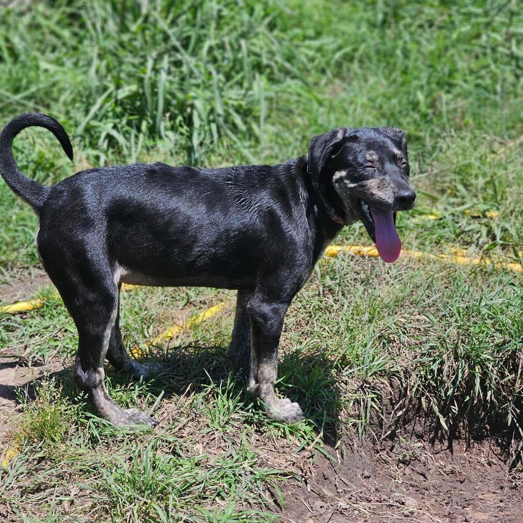 Charlene, Adoptable, Young Female Cattle Dog & Mixed Breed.