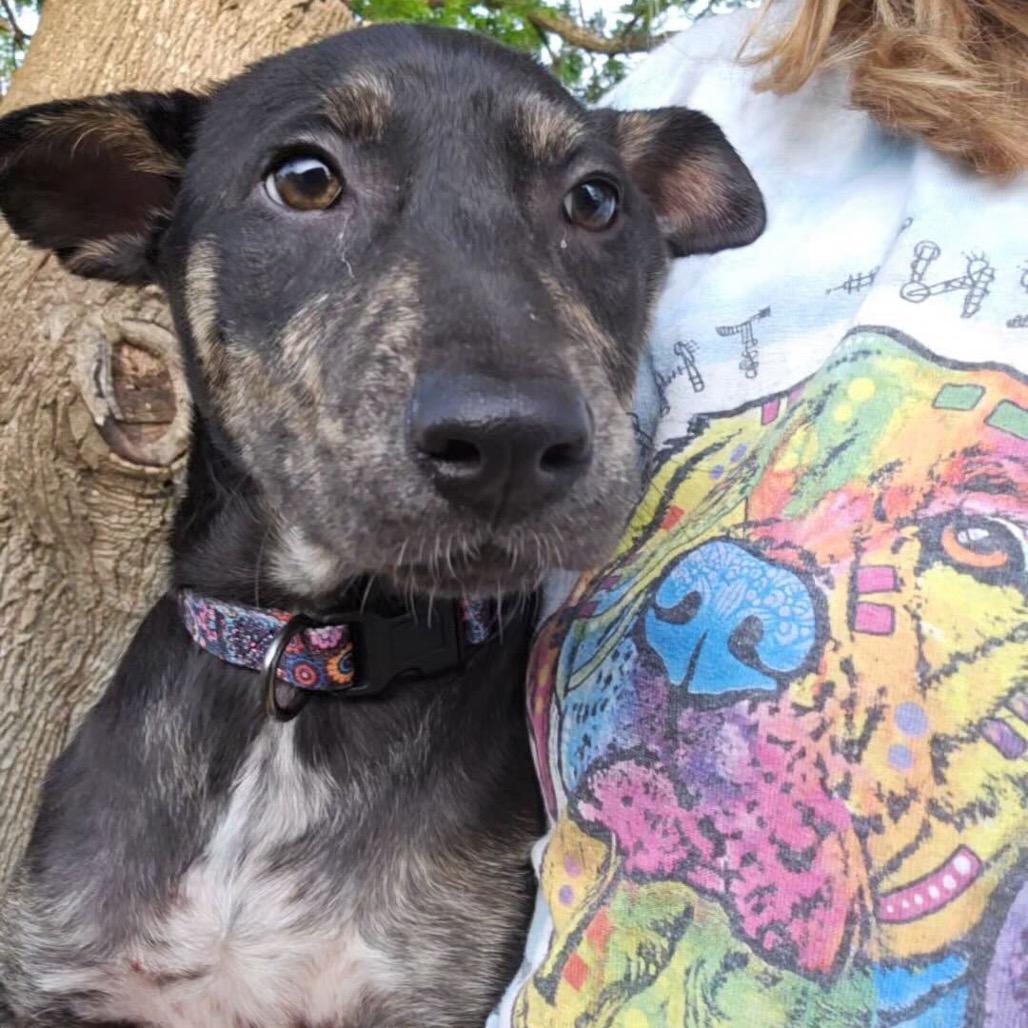 Enlarge Charlene, a Adoptable mixed breed in Waco, TX image 2/4