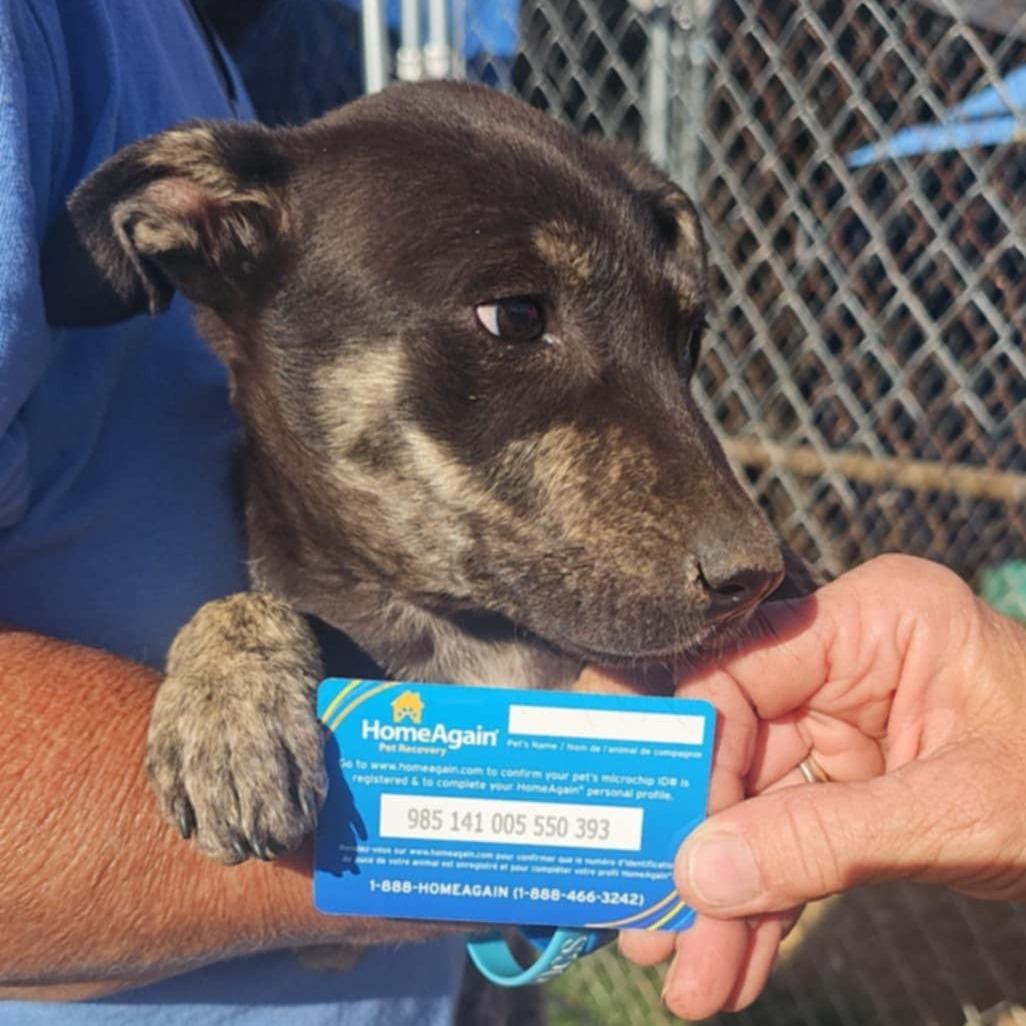 Enlarge Charlene, a Adoptable mixed breed in Waco, TX image 3/4