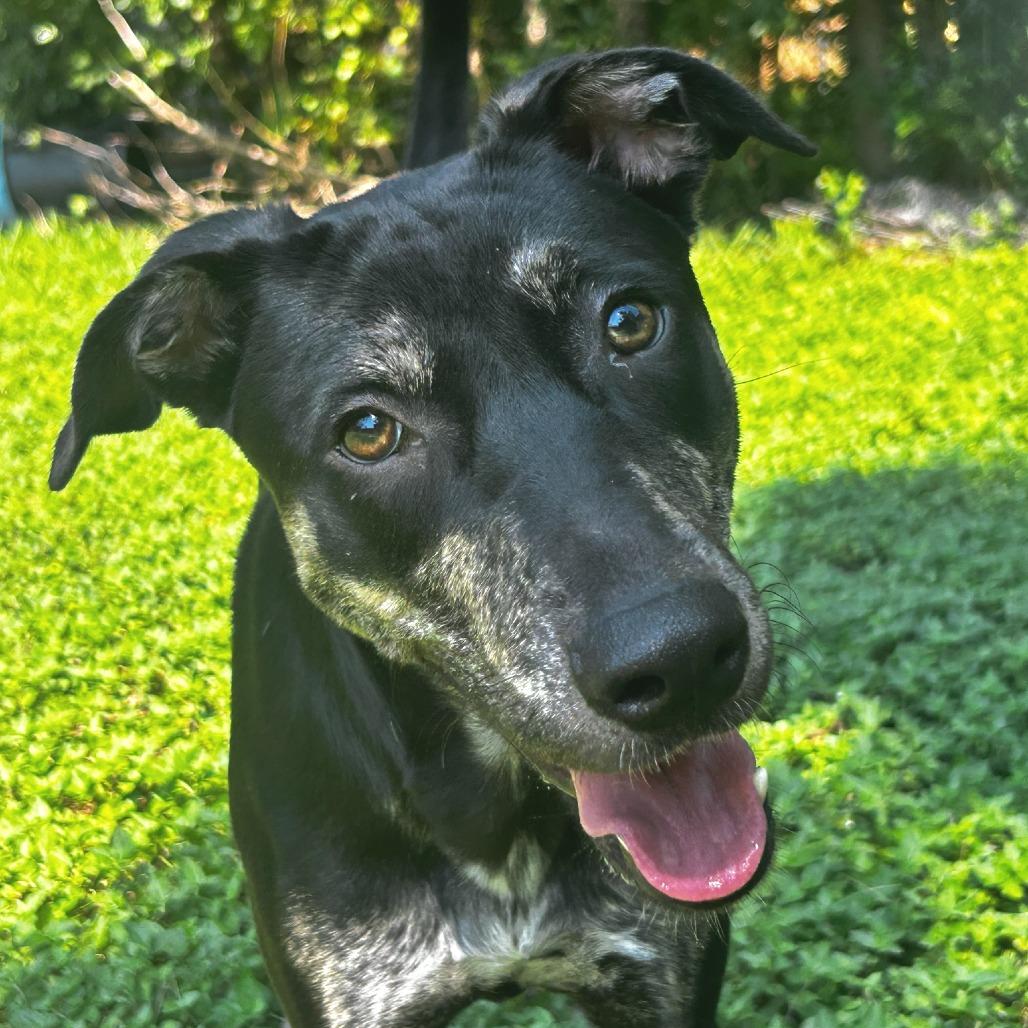Enlarge Charlene, a Adoptable mixed breed in Waco, TX image 4/4